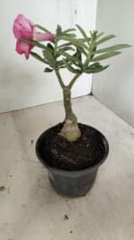 ENXERTO 12227 – 20cm (cor LM 04) - Imagem 5