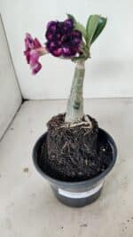 ENXERTO 12228 – 20cm (cor LM 916) - Imagem 2