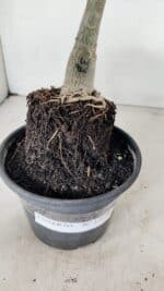 ENXERTO 12228 – 20cm (cor LM 916) - Imagem 7