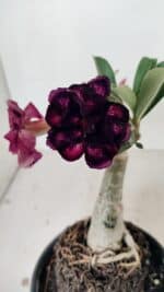 ENXERTO 12228 – 20cm (cor LM 916) - Imagem 3