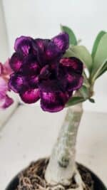 ENXERTO 12228 – 20cm (cor LM 916)