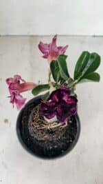 ENXERTO 12228 – 20cm (cor LM 916) - Imagem 6