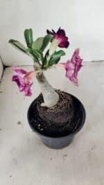 ENXERTO 12228 – 20cm (cor LM 916) - Imagem 5