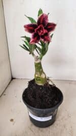 ENXERTO 12229 – 20cm (cor LM 1007) - Imagem 2