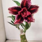 ENXERTO 12229 – 20cm (cor LM 1007)