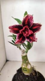 ENXERTO 12229 – 20cm (cor LM 1007)