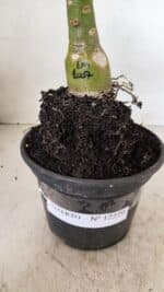 ENXERTO 12229 – 20cm (cor LM 1007) - Imagem 6