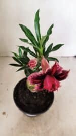 ENXERTO 12229 – 20cm (cor LM 1007) - Imagem 4