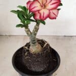 ENXERTO 12230 – 20cm (cor LM 914)