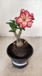 ENXERTO 12230 – 20cm (cor LM 914)