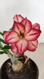 ENXERTO 12230 – 20cm (cor LM 914) - Imagem 3