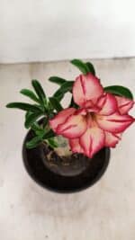 ENXERTO 12230 – 20cm (cor LM 914) - Imagem 4