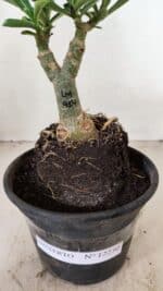 ENXERTO 12230 – 20cm (cor LM 914) - Imagem 5