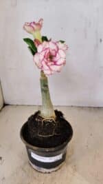 ENXERTO 12231 – 20cm (cor LM 543) - Imagem 2