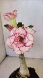 ENXERTO 12231 – 20cm (cor LM 543)