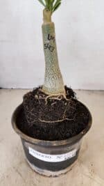 ENXERTO 12231 – 20cm (cor LM 543) - Imagem 7