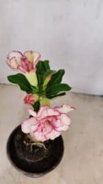 ENXERTO 12231 – 20cm (cor LM 543) - Imagem 4