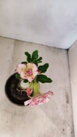 ENXERTO 12231 – 20cm (cor LM 543) - Imagem 5