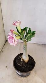 ENXERTO 12231 – 20cm (cor LM 543) - Imagem 6