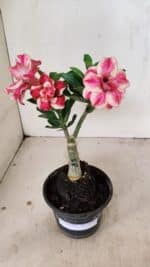 ENXERTO 12232 – 20cm (cor LM 491) - Imagem 2