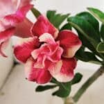 ENXERTO 12232 – 20cm (cor LM 491)