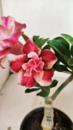 ENXERTO 12232 – 20cm (cor LM 491)