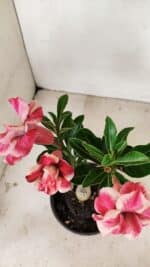 ENXERTO 12232 – 20cm (cor LM 491) - Imagem 4