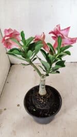 ENXERTO 12232 – 20cm (cor LM 491) - Imagem 5