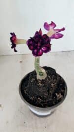 ENXERTO 12233 – 20cm (cor LM 916) - Imagem 2