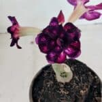 ENXERTO 12233 – 20cm (cor LM 916)