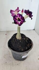 ENXERTO 12233 – 20cm (cor LM 916) - Imagem 4