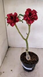 ENXERTO 12234 – 30cm (cor LM 867) - Imagem 2