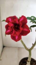 ENXERTO 12234 – 30cm (cor LM 867) - Imagem 3