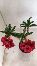 ENXERTO 12234 – 30cm (cor LM 867) - Imagem 5