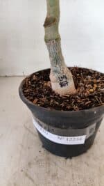 ENXERTO 12234 – 30cm (cor LM 867) - Imagem 8