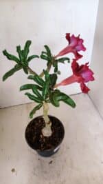 ENXERTO 12234 – 30cm (cor LM 867) - Imagem 7