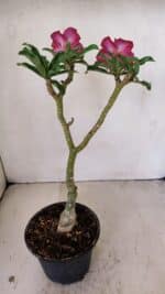 ENXERTO 12234 – 30cm (cor LM 867) - Imagem 6