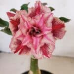 ENXERTO 12235 – 20cm (cor LM 964)