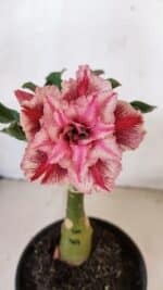 ENXERTO 12235 – 20cm (cor LM 964)