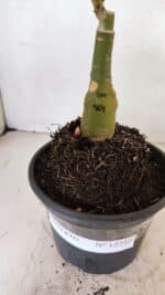 ENXERTO 12235 – 20cm (cor LM 964) - Imagem 6