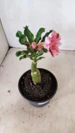 ENXERTO 12235 – 20cm (cor LM 964) - Imagem 5