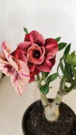 ENXERTO 12236 – 20cm (cor LM 889) - Imagem 3