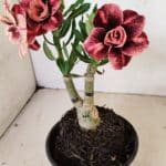 ENXERTO 12236 – 20cm (cor LM 889)