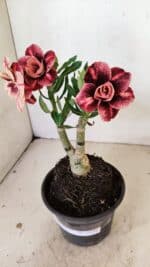 ENXERTO 12236 – 20cm (cor LM 889)