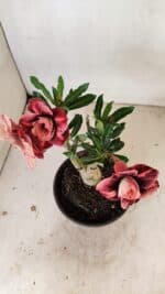 ENXERTO 12236 – 20cm (cor LM 889) - Imagem 4