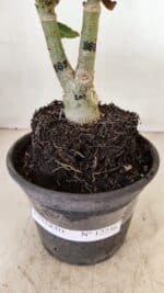 ENXERTO 12236 – 20cm (cor LM 889) - Imagem 8