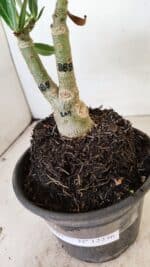 ENXERTO 12236 – 20cm (cor LM 889) - Imagem 7