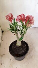 ENXERTO 12236 – 20cm (cor LM 889) - Imagem 5