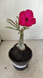 ENXERTO 12237 – 20cm (cor LM 384) - Imagem 2