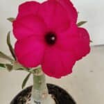 ENXERTO 12237 – 20cm (cor LM 384)